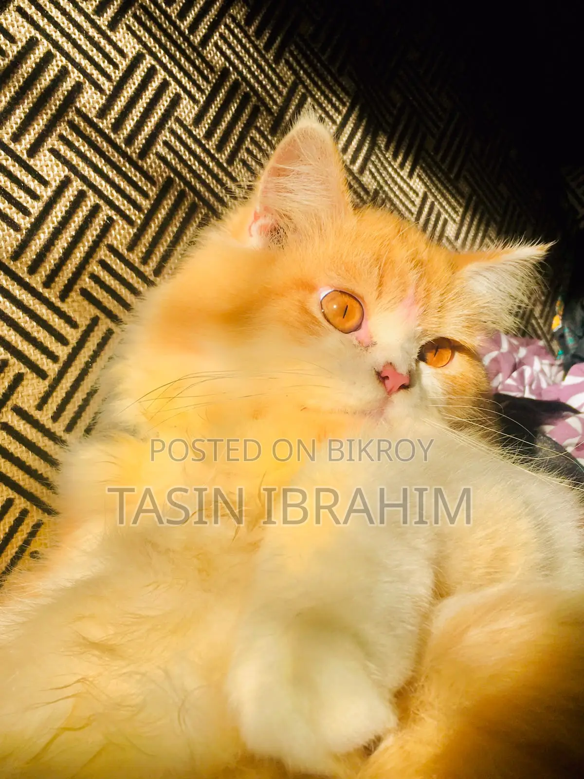 6-12 months Male Purebred Persian