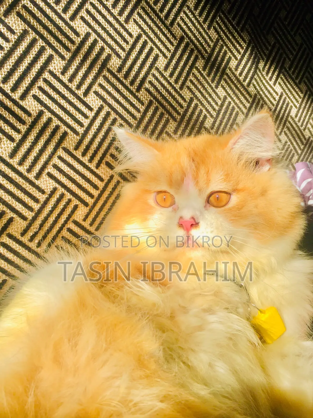 6-12 months Male Purebred Persian