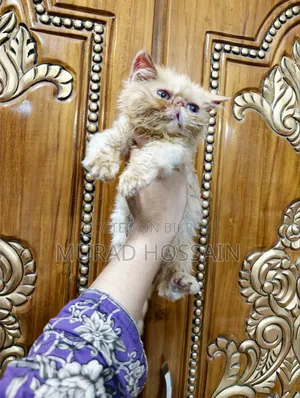 1-3 months Male Purebred Exotic
