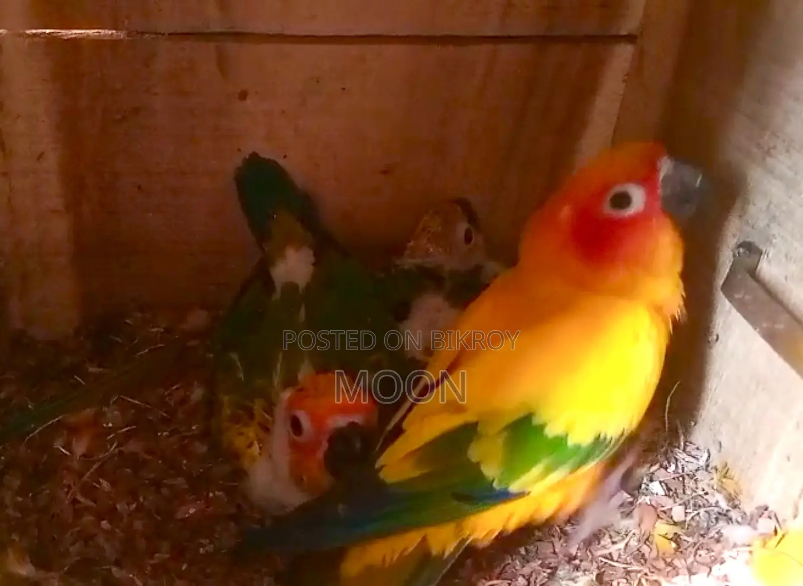 Sun Conure Red 100% Breeding Pair Dna Card