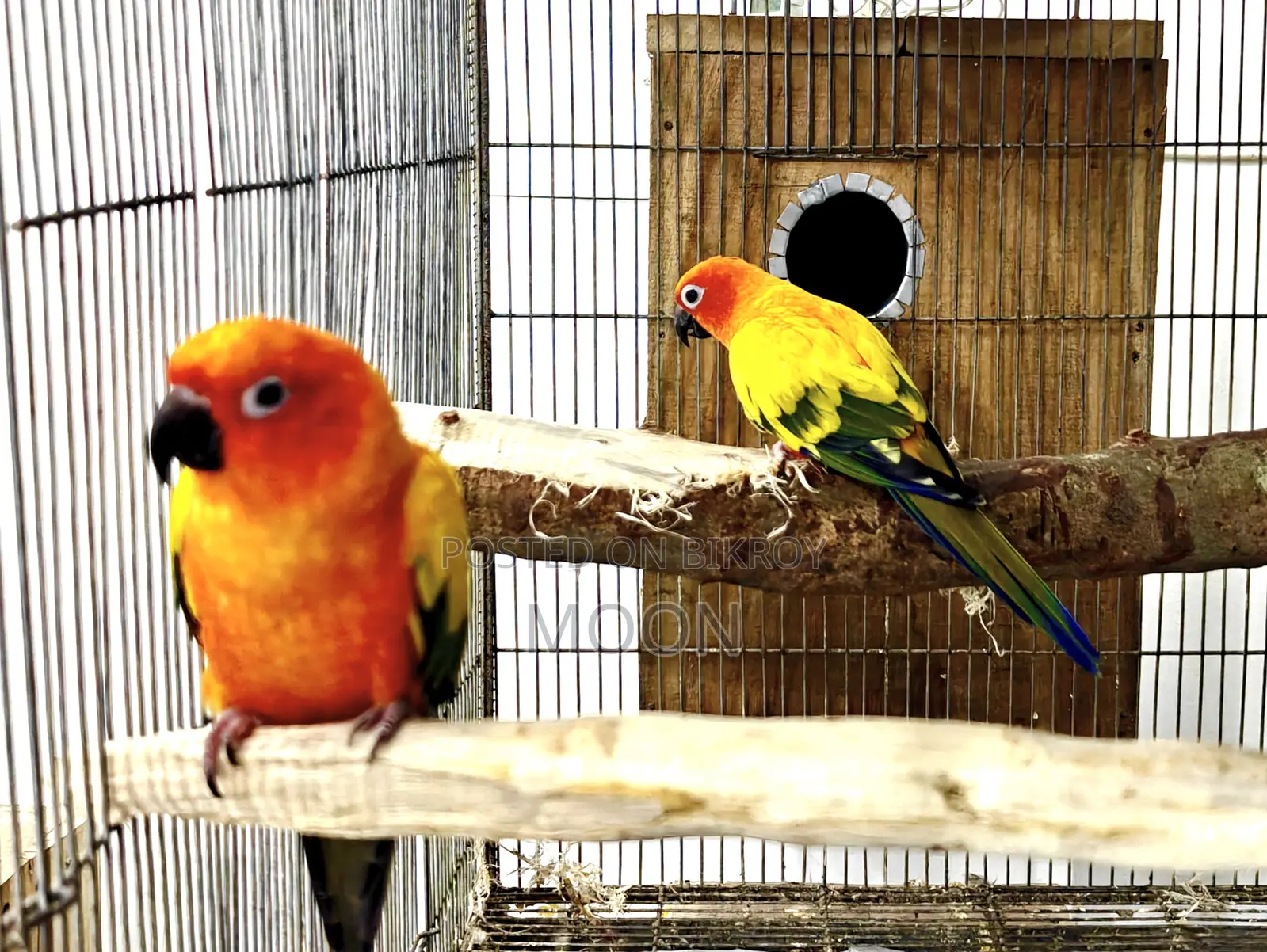 Sun Conure Red 100% Breeding Pair Dna Card