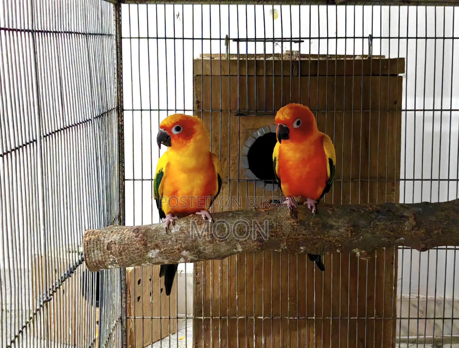 Sun Conure Red 100% Breeding Pair Dna Card