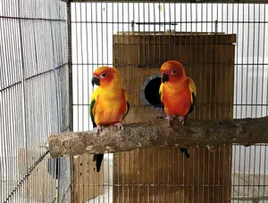 Sun Conure Red 100% Breeding Pair Dna Card