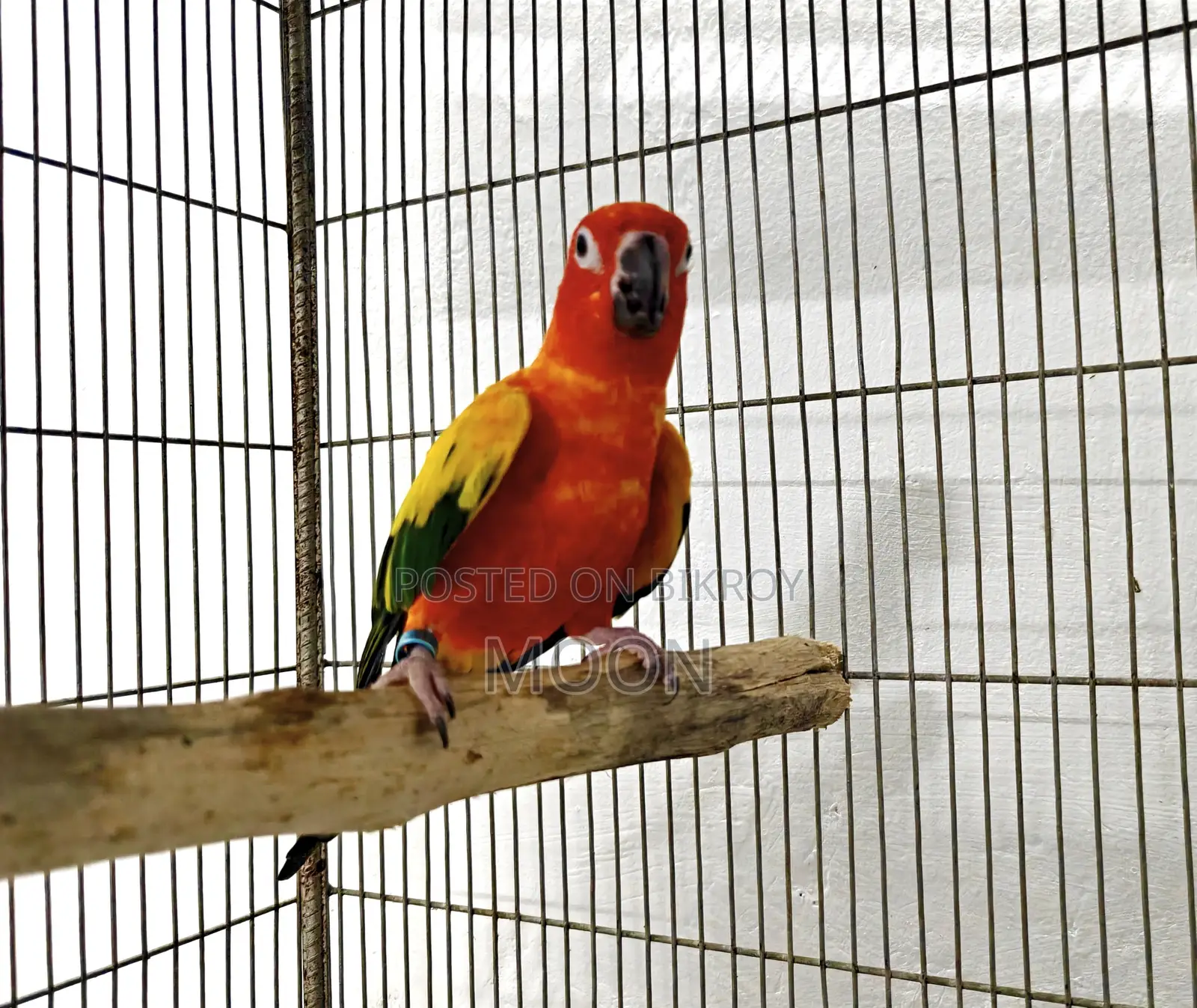 Sun Conure Red 100% Breeding Pair Dna Card