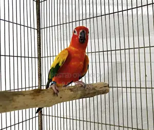 Sun Conure Red 100% Breeding Pair Dna Card