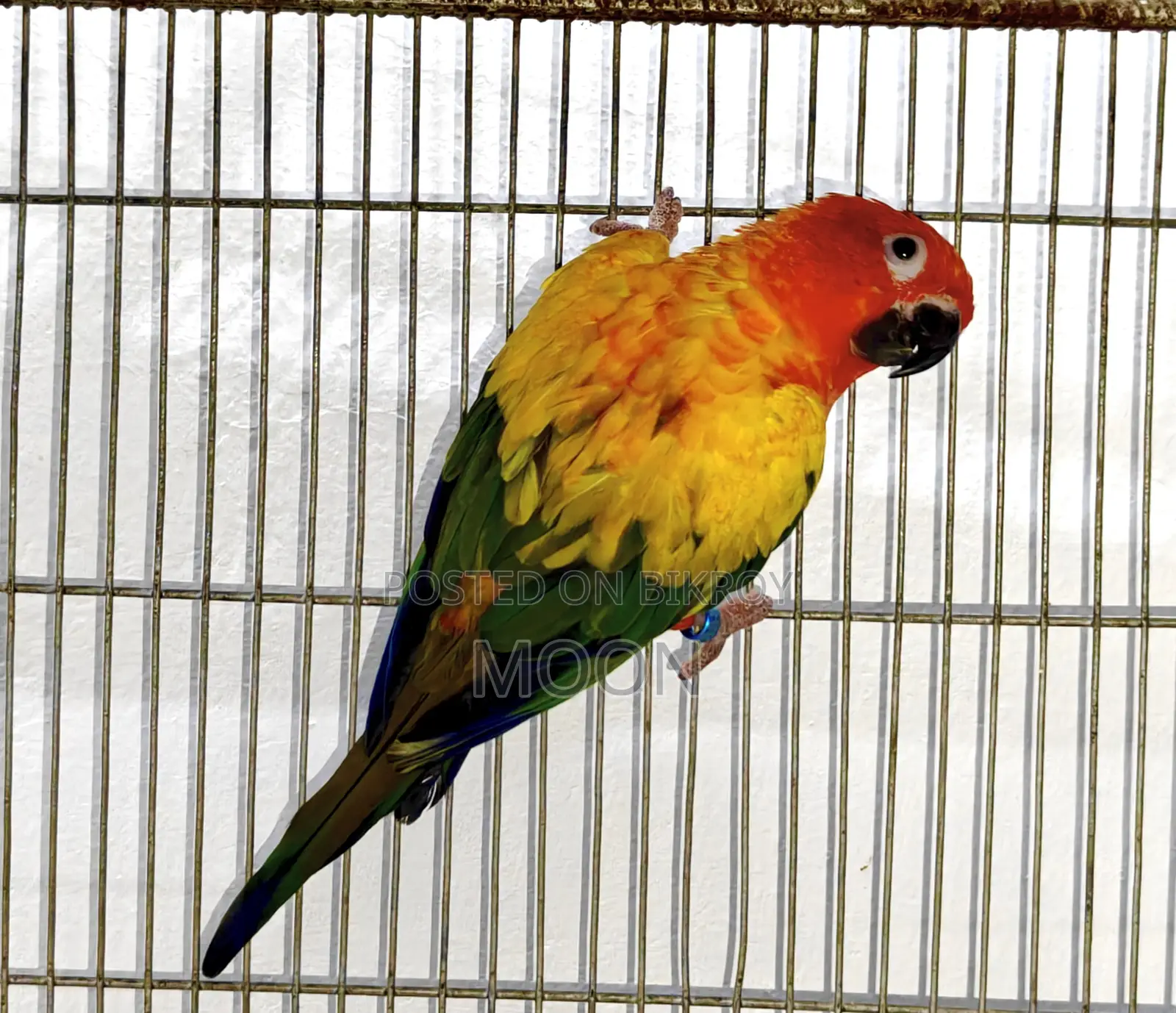Sun Conure Red 100% Breeding Pair Dna Card