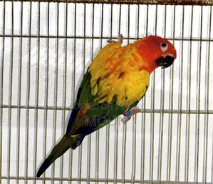 Sun Conure Red 100% Breeding Pair Dna Card