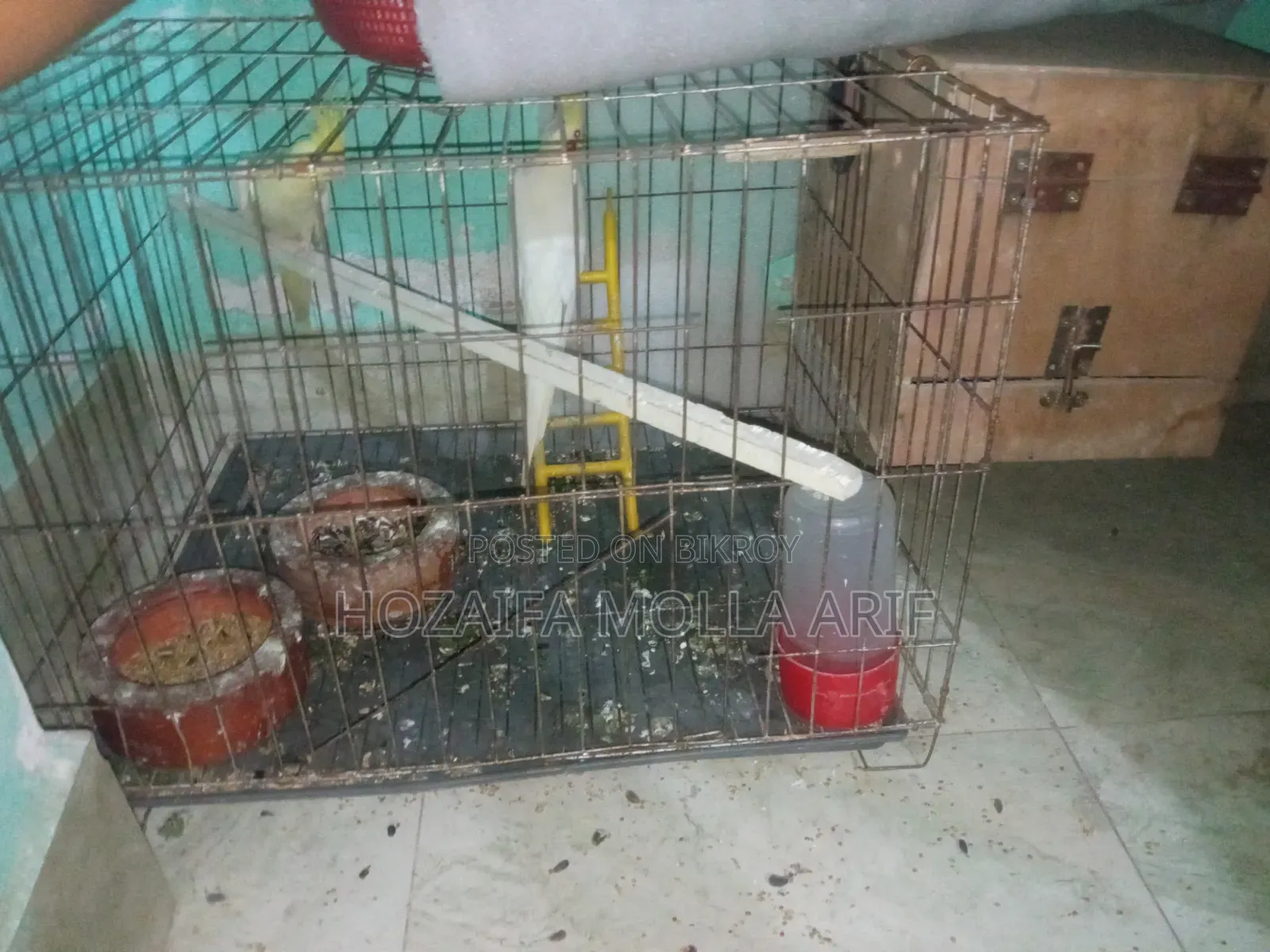 এক জোরারানিং কোকাটেল পাখি বিক্রি হবে খাচা মিড বক্স সপ দিয়ে দিবো