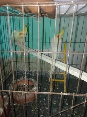 এক জোরারানিং কোকাটেল পাখি বিক্রি হবে খাচা মিড বক্স সপ দিয়ে দিবো