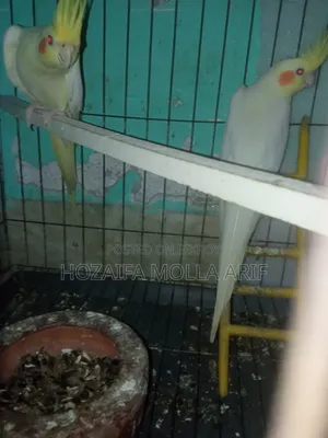 এক জোরারানিং কোকাটেল পাখি বিক্রি হবে খাচা মিড বক্স সপ দিয়ে দিবো