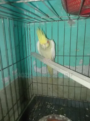 এক জোরারানিং কোকাটেল পাখি বিক্রি হবে খাচা মিড বক্স সপ দিয়ে দিবো