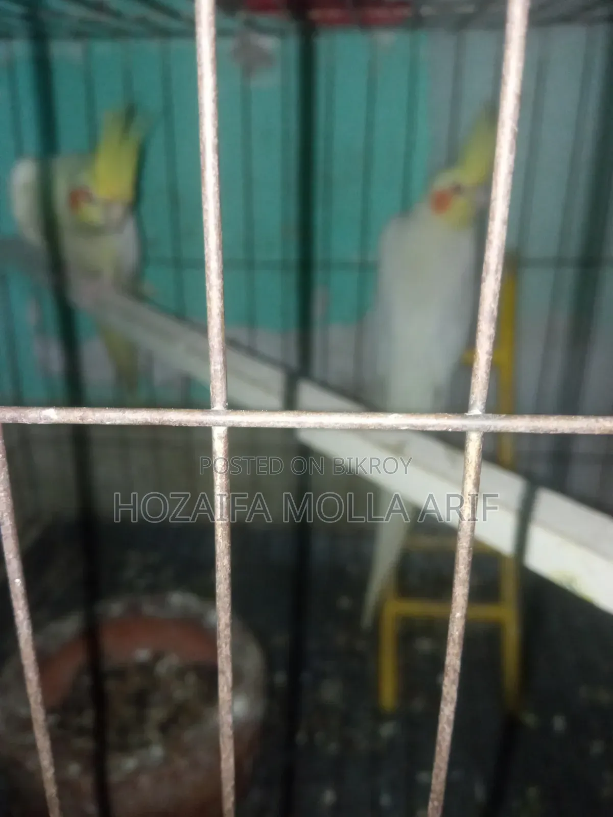 এক জোরারানিং কোকাটেল পাখি বিক্রি হবে খাচা মিড বক্স সপ দিয়ে দিবো