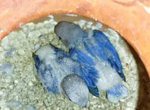 3 Pair 100% Breeding Pair Love Bird