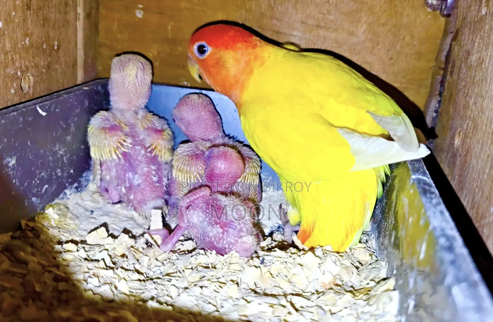 3 Pair 100% Breeding Pair Love Bird