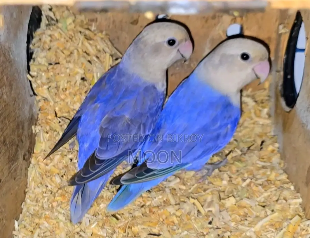 3 Pair 100% Breeding Pair Love Bird