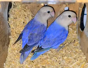 3 Pair 100% Breeding Pair Love Bird