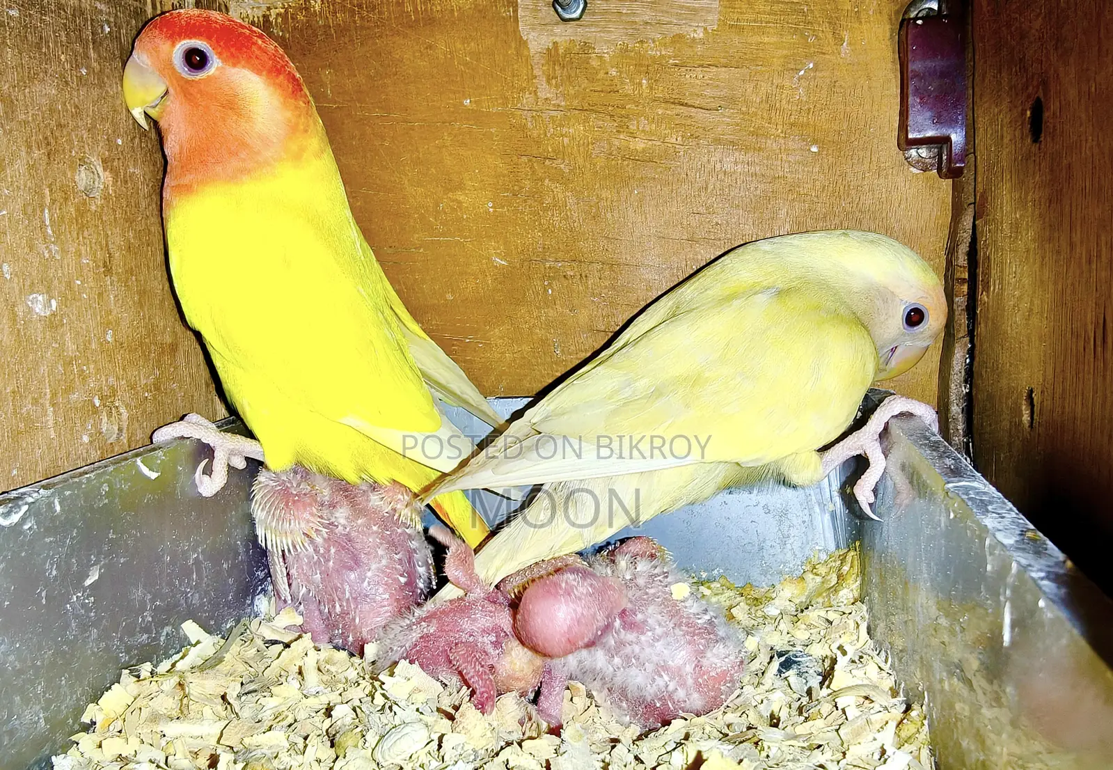 3 Pair 100% Breeding Pair Love Bird