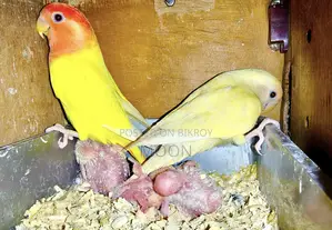 3 Pair 100% Breeding Pair Love Bird