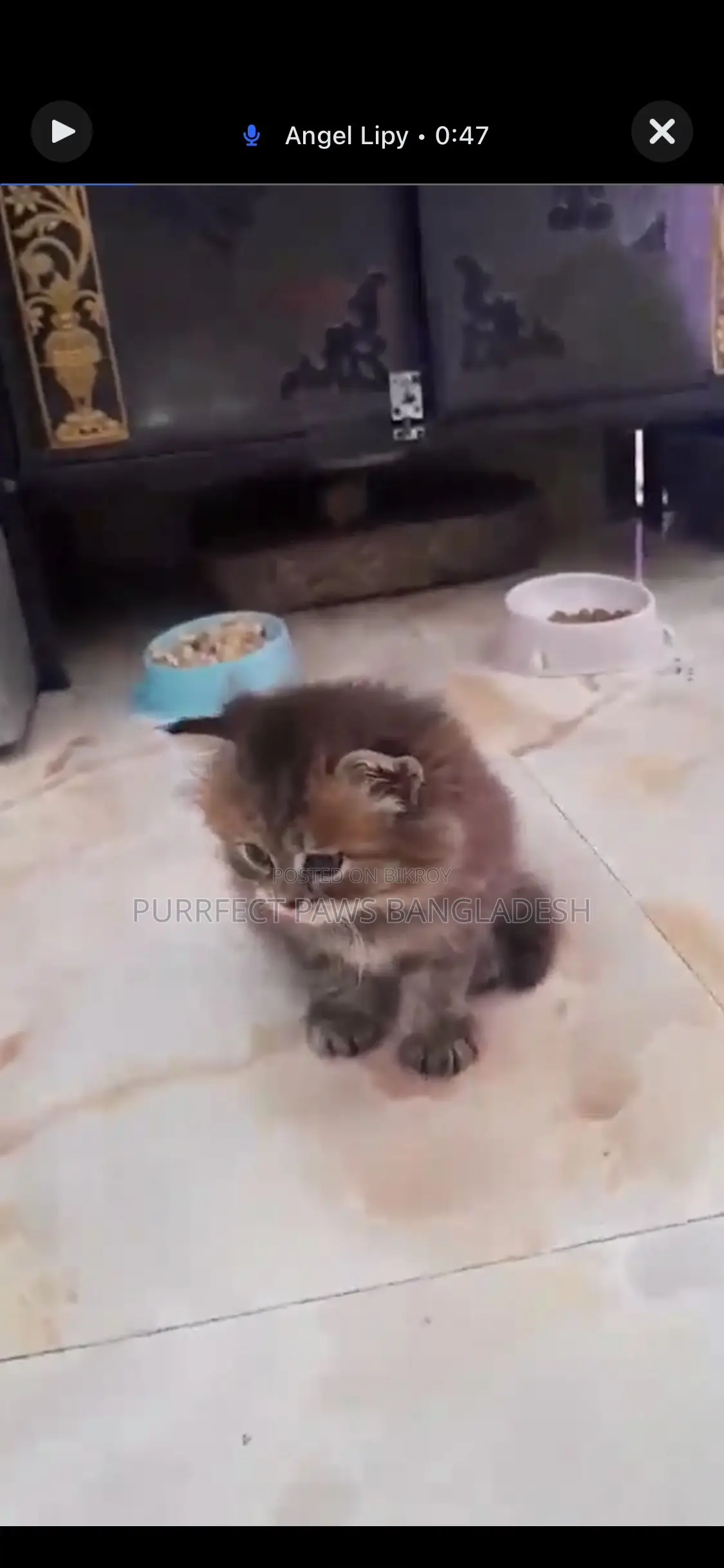 1-3 Months Female Purebred Persian