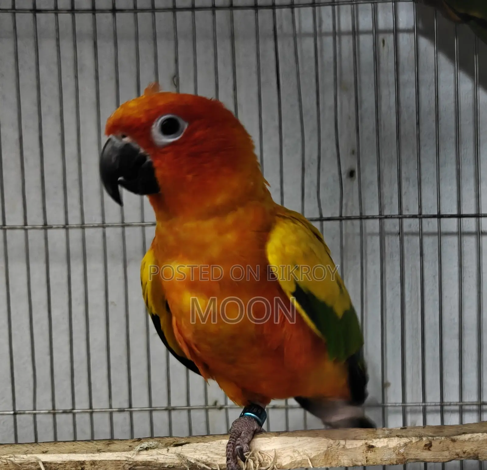 Red Sun Conure Breeding Male