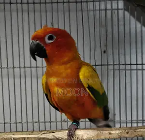 Red Sun Conure Breeding Male