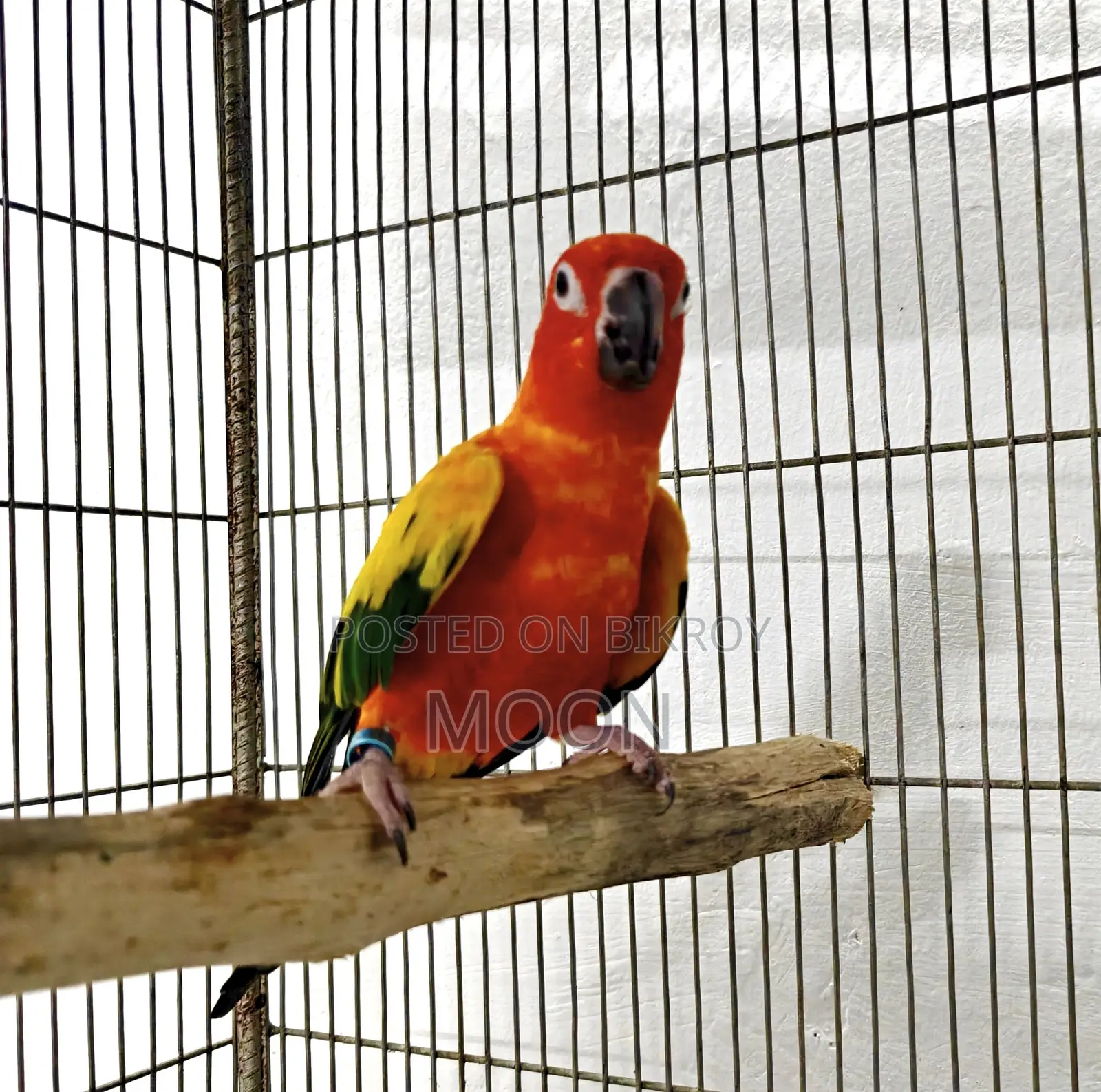 Red Sun Conure Breeding Male