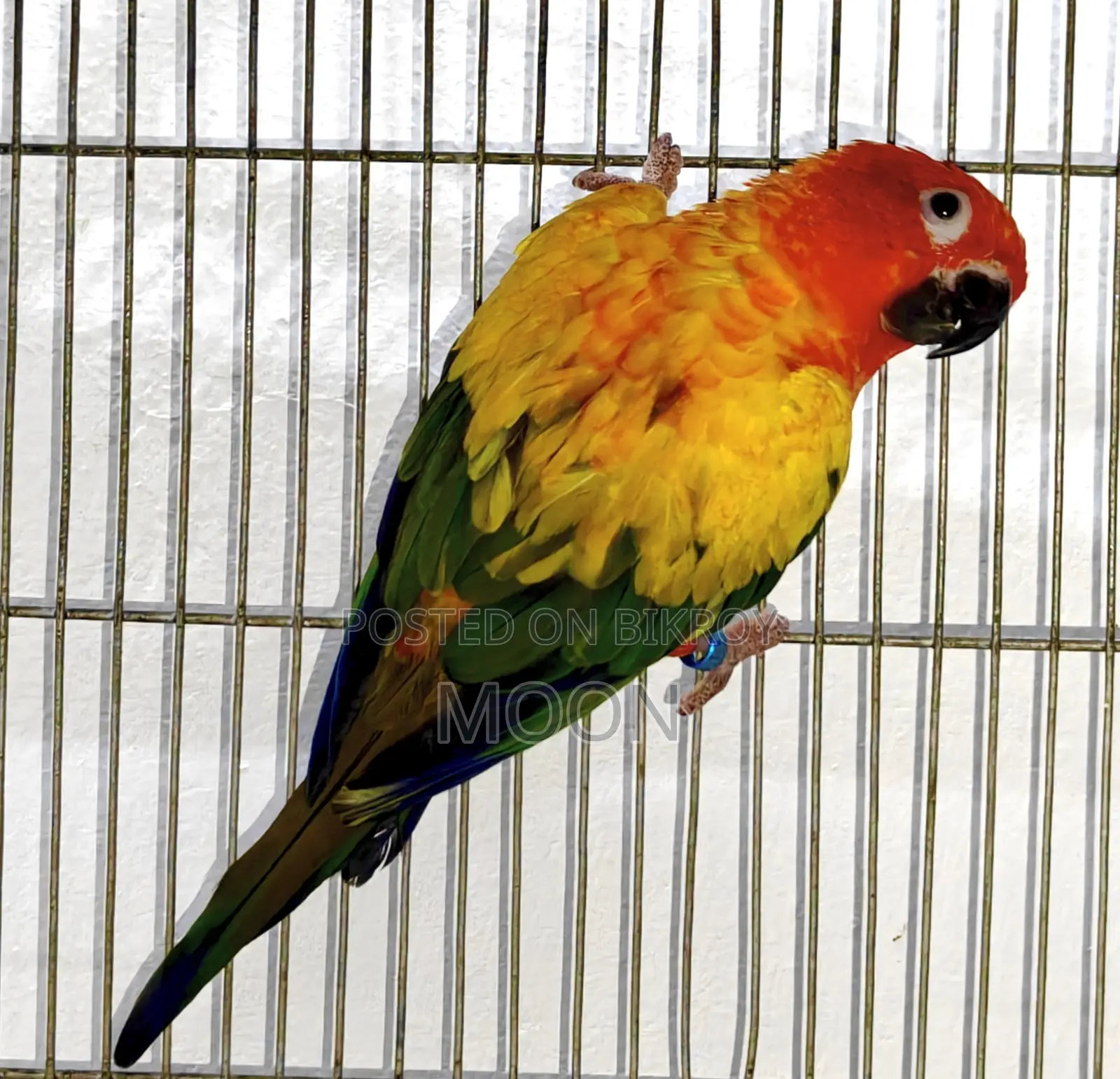 Red Sun Conure Breeding Male