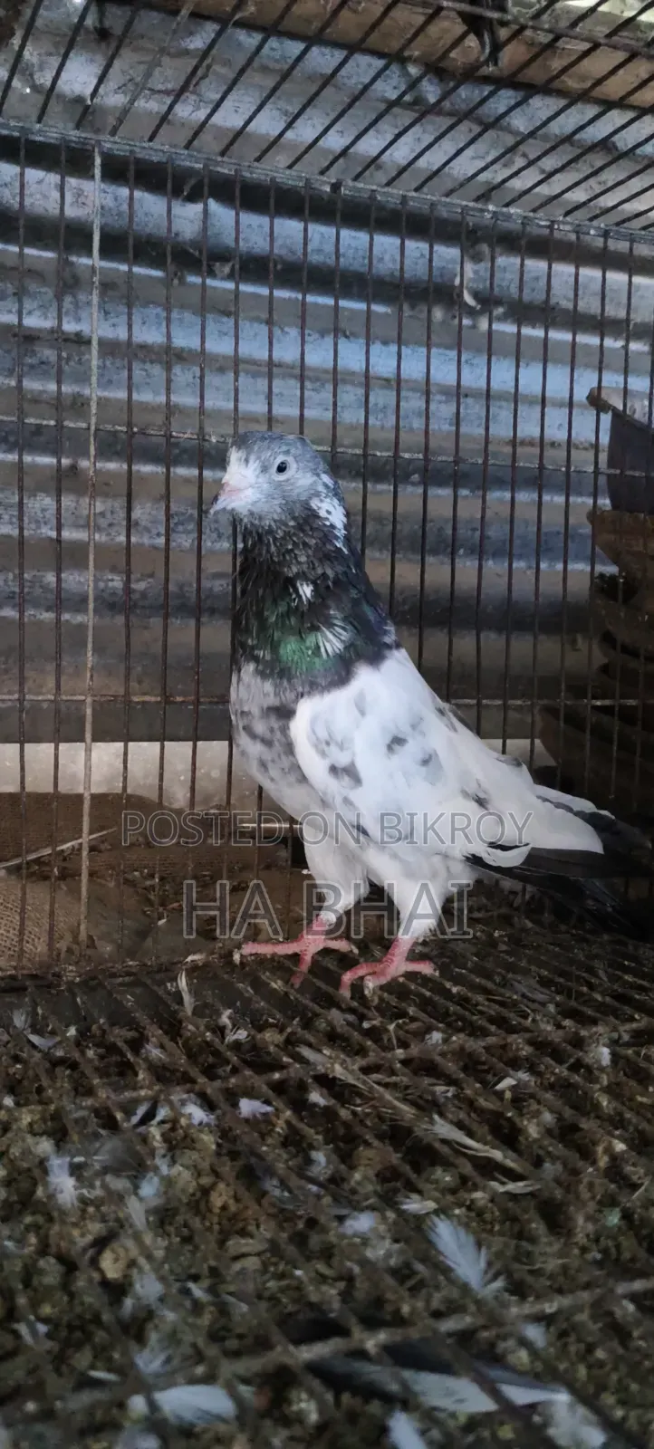 ভালো জাতের কবুতর