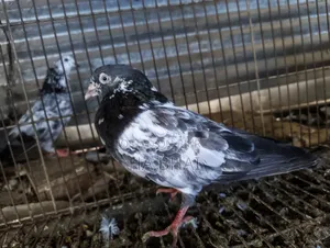 ভালো জাতের কবুতর