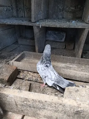 ভালো জাতের কবুতর