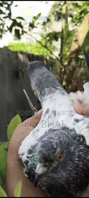 ভালো জাতের কবুতর
