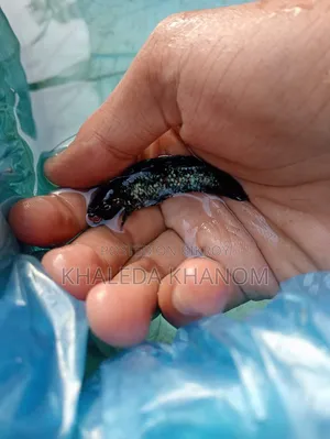 মলিগুলো খুব ভালো কোয়ালিটির এবং মিঠা পানির মাছ ।