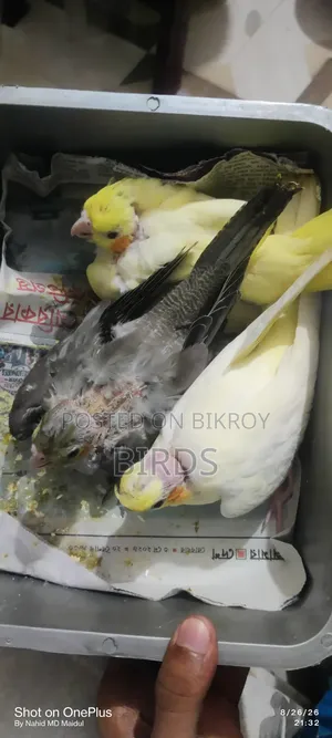 Tame Size Lutino Pearl, Lutino and Gray Cokateil Bby.