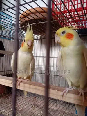 ককাটেল পাখি