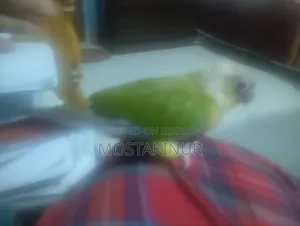 একদোম পোশা পাইনাপেল কুনুর Sell হবে