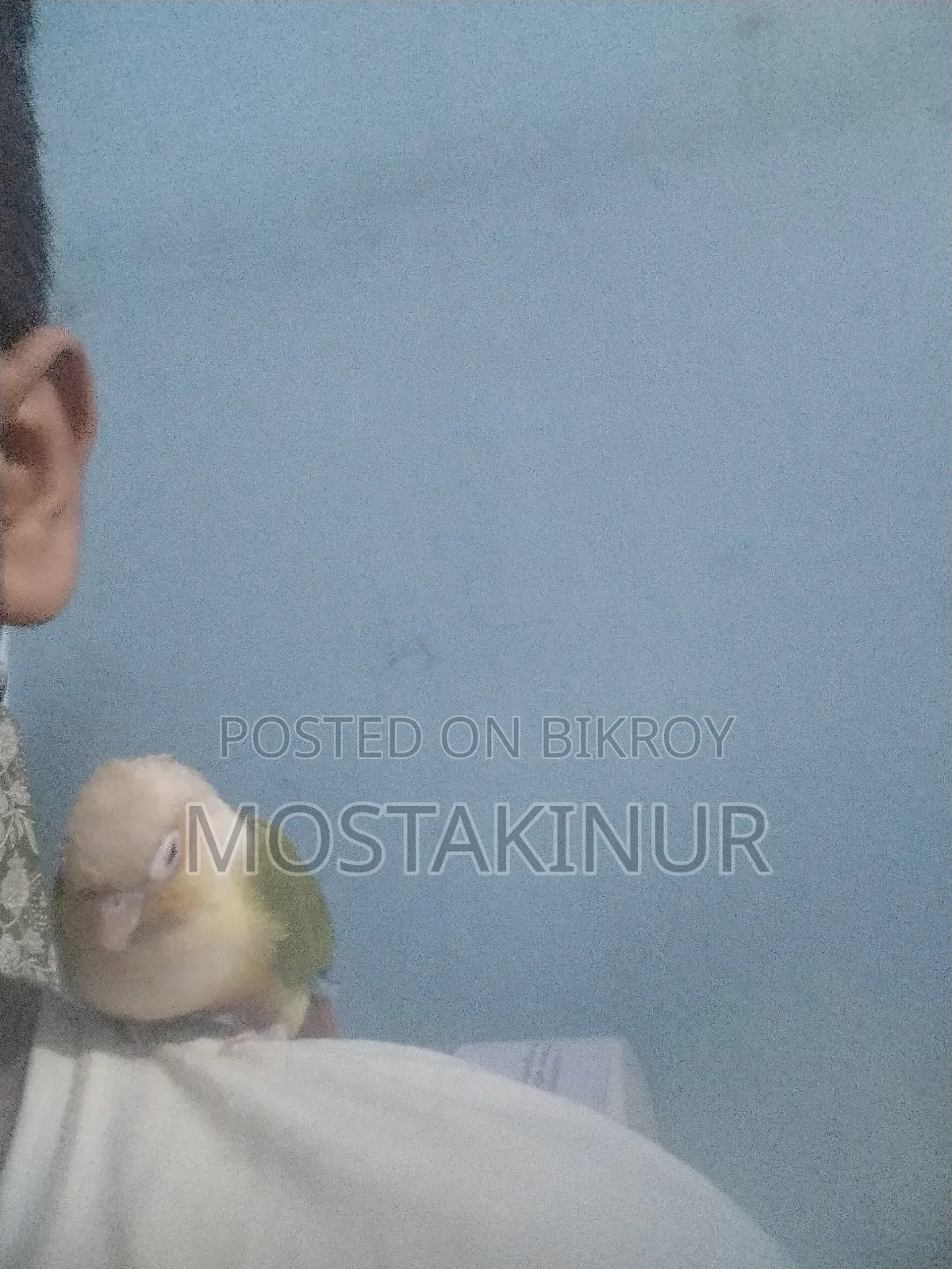 একদোম পোশা পাইনাপেল কুনুর Sell হবে