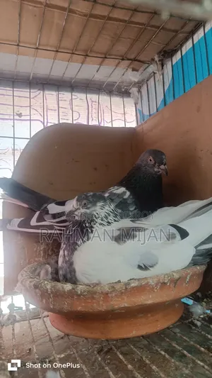 কিছু কবুতর বিক্রি হবে