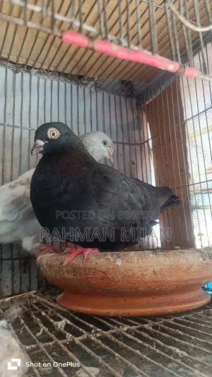 কিছু কবুতর বিক্রি হবে