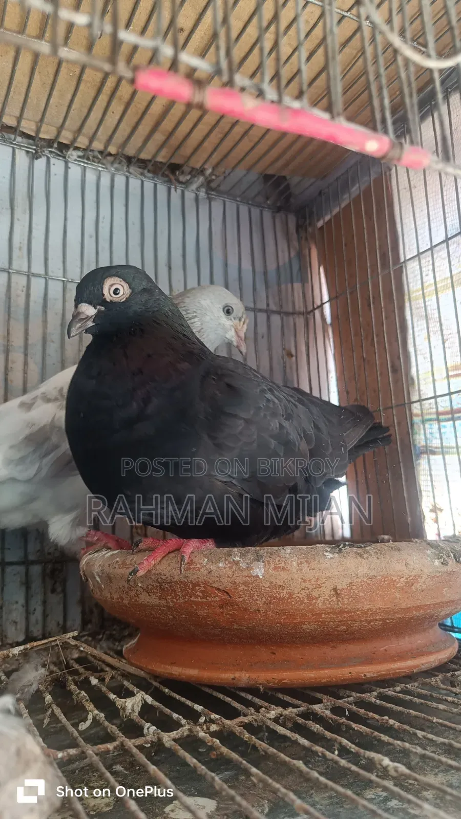 কিছু কবুতর বিক্রি হবে