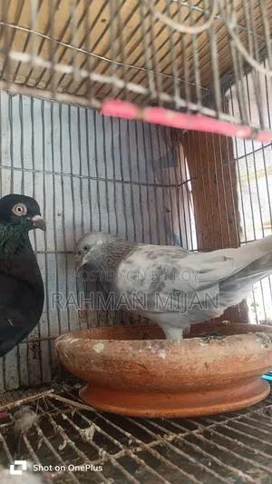 কিছু কবুতর বিক্রি হবে