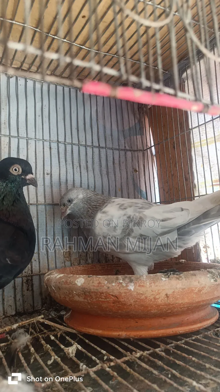কিছু কবুতর বিক্রি হবে