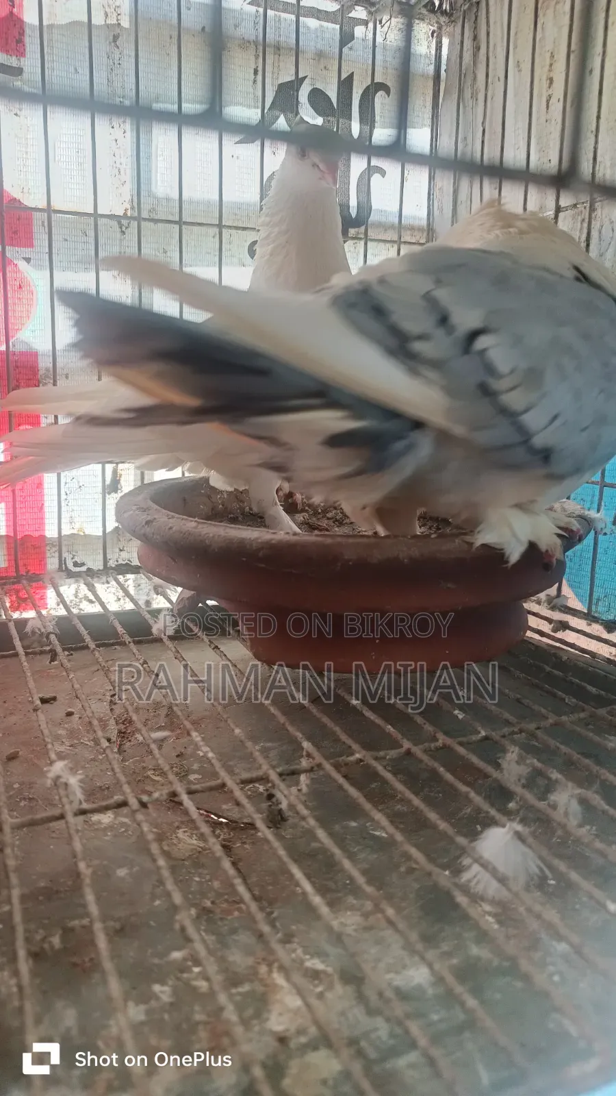 কিছু কবুতর বিক্রি হবে