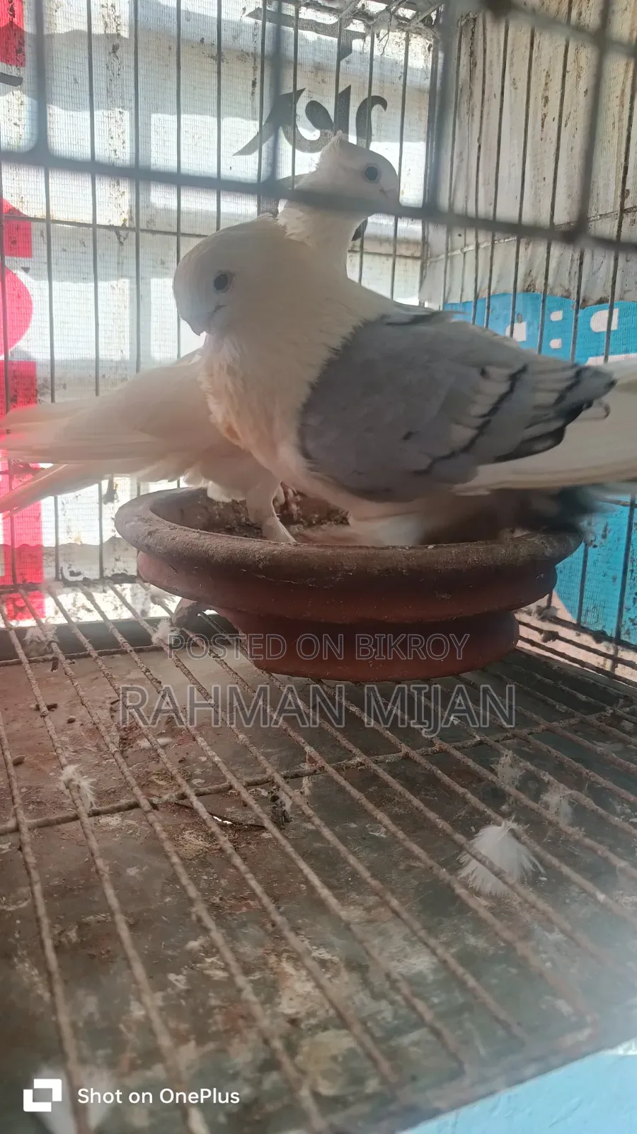 কিছু কবুতর বিক্রি হবে
