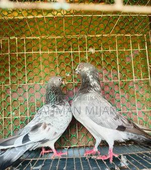কিছু কবুতর বিক্রি হবে