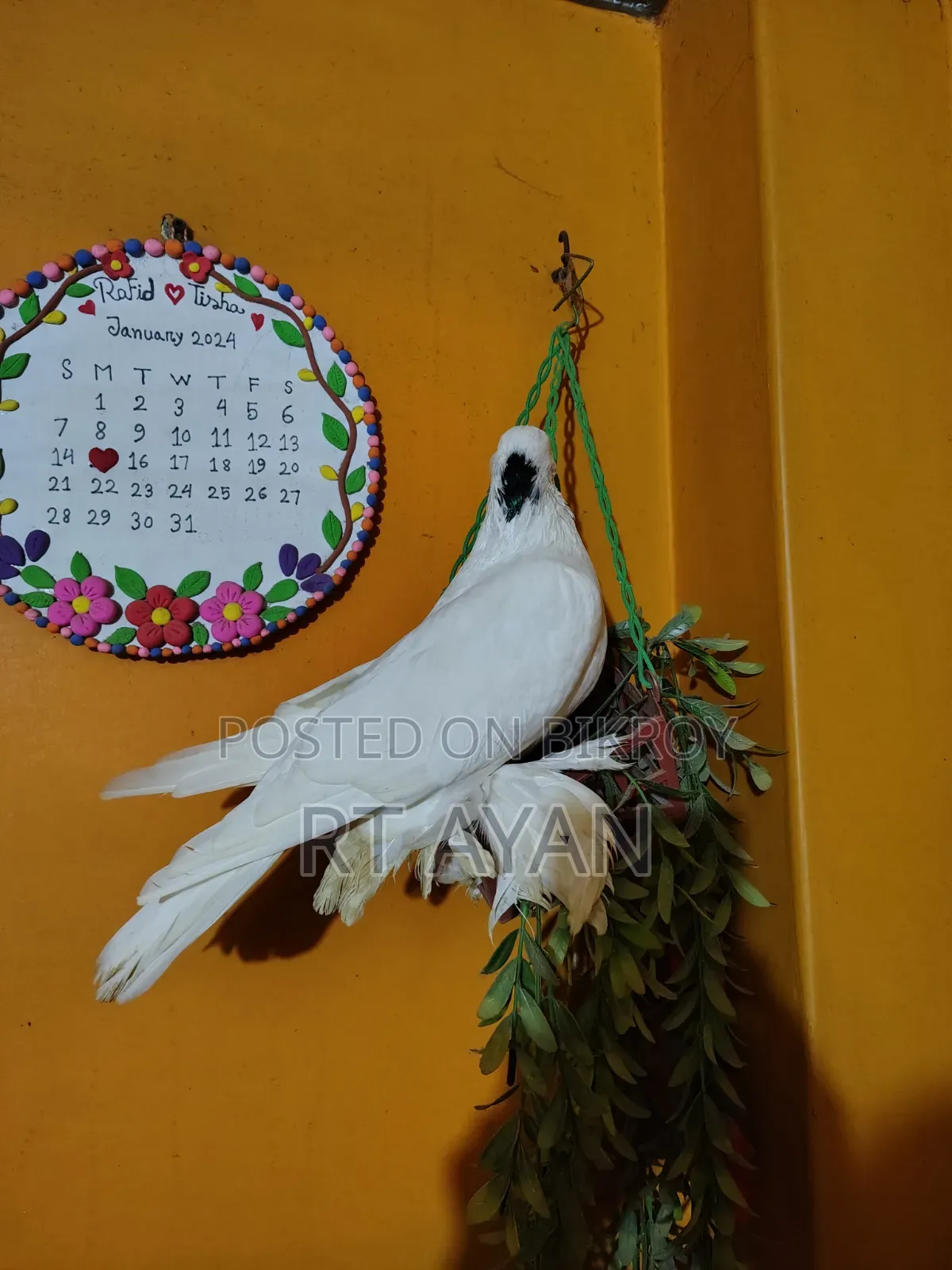 কবুতর বিক্রি