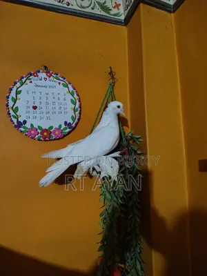 কবুতর বিক্রি