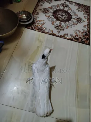 কবুতর বিক্রি