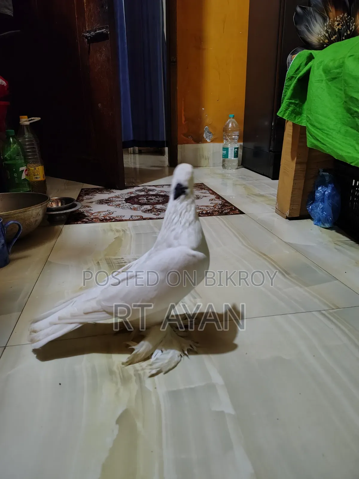 কবুতর বিক্রি