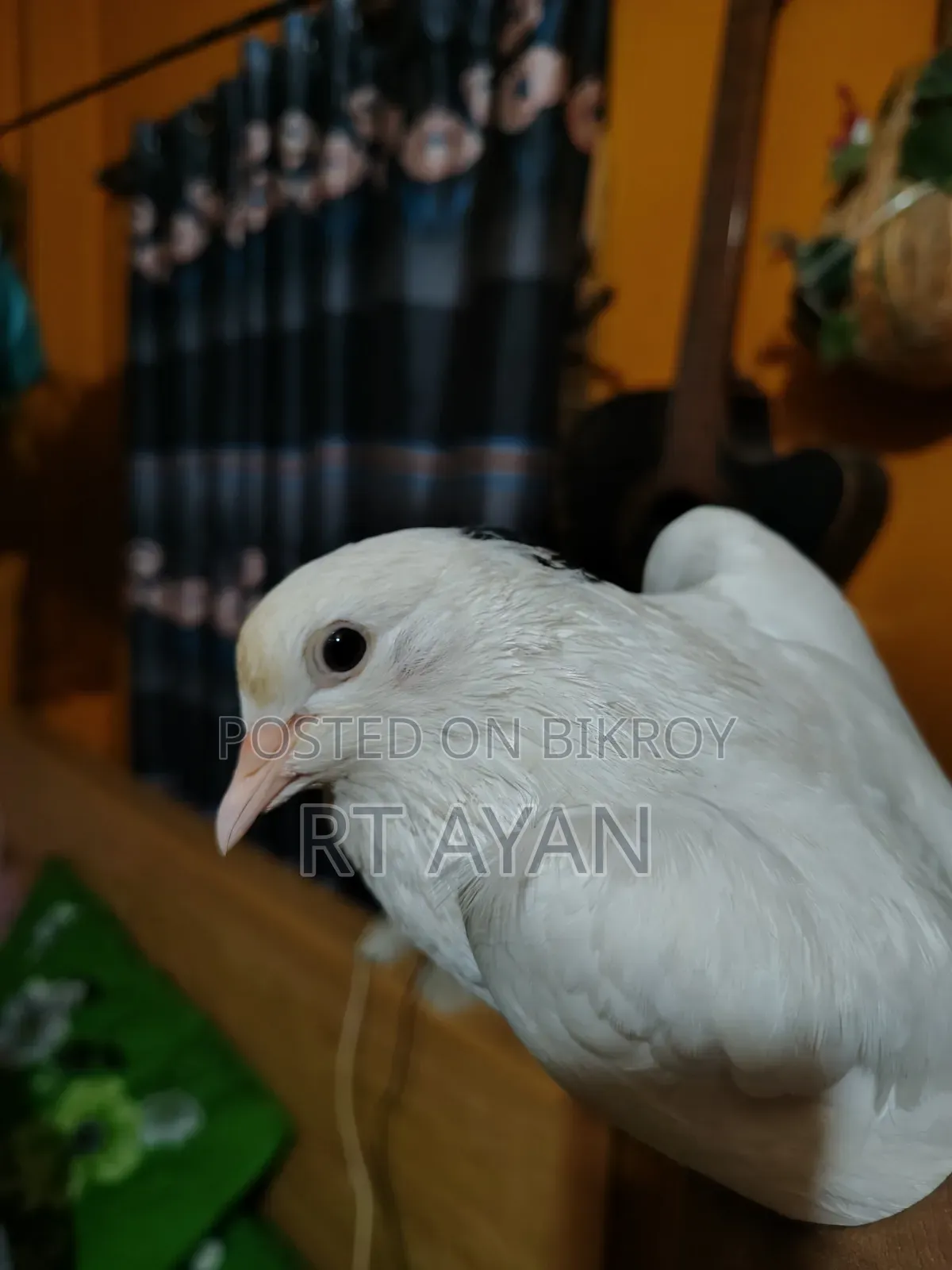 কবুতর বিক্রি