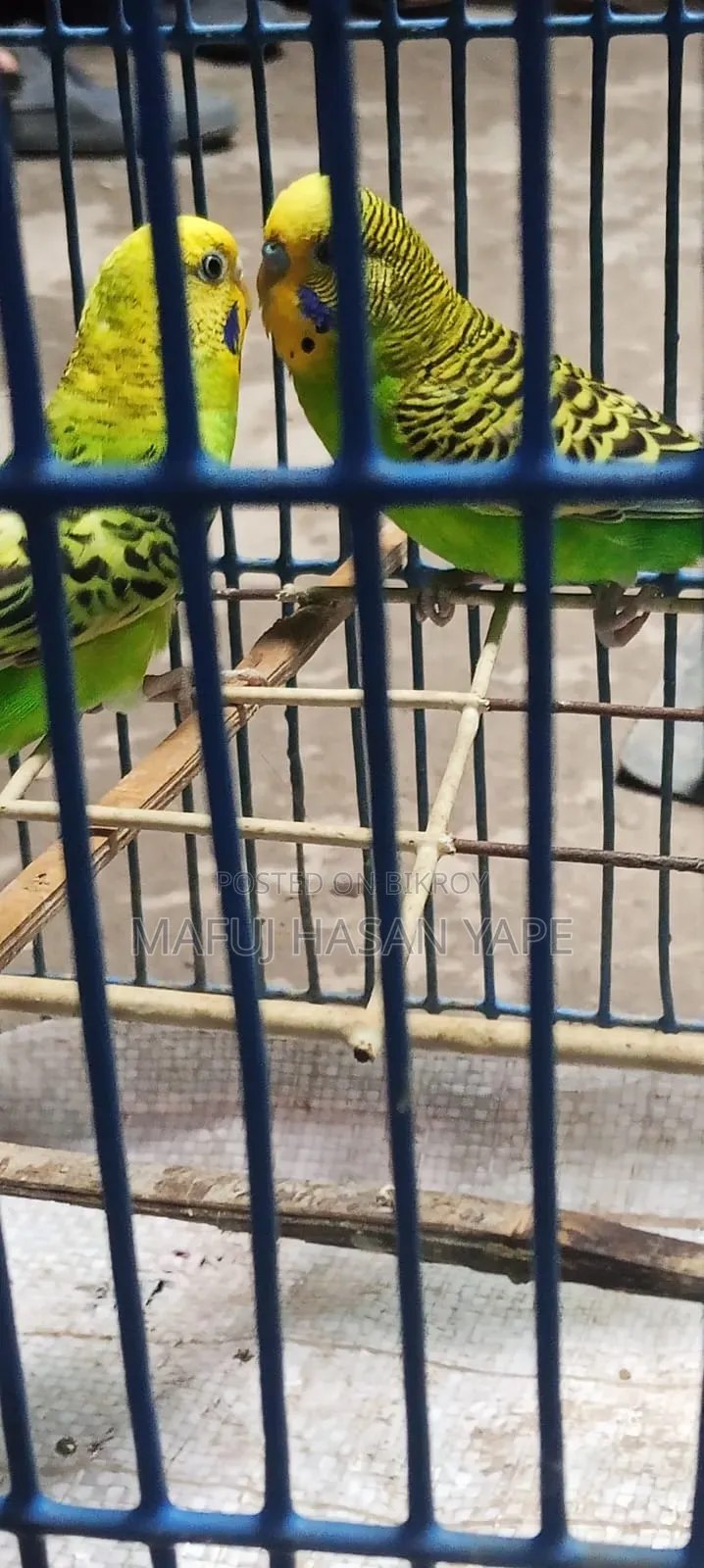 বাজিগর পাখি